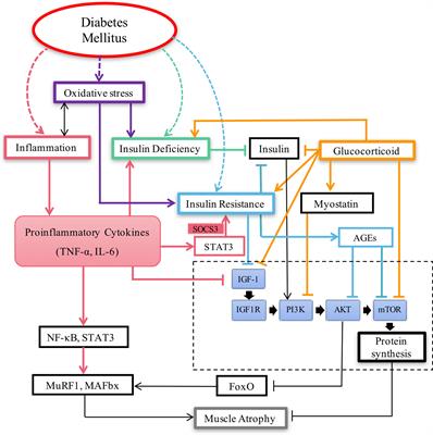 Diabetic Muscular Atrophy: Molecular Mechanisms and Promising Therapies